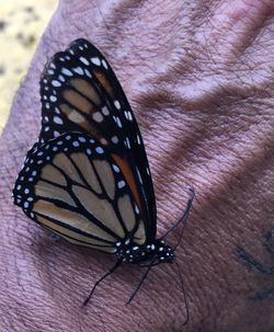 Close-up of butterfly