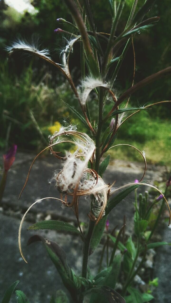 one animal, animals in the wild, animal themes, insect, wildlife, focus on foreground, close-up, plant, nature, leaf, growth, green color, selective focus, outdoors, beauty in nature, day, no people, perching, fragility, animal antenna