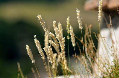 Close-up of stalks in field