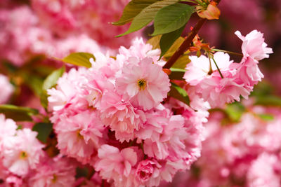 Close-up of white cherry blossom