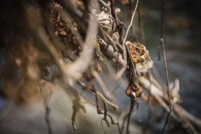 Close-up of plant against blurred background