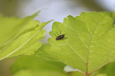 Close-up of insect on leaf