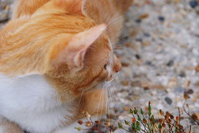 Close-up of a cat looking away