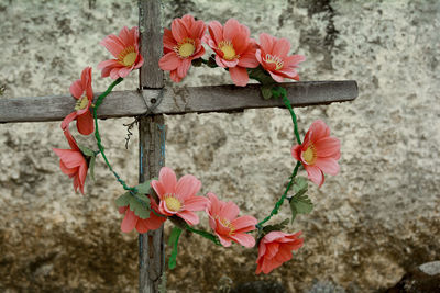 Close-up of red flowers