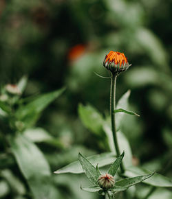 Close-up of butterfly pollinating on flower