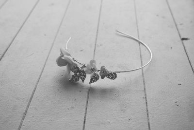 High angle view of a flower