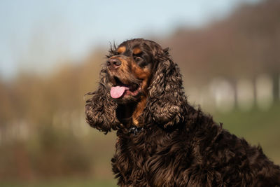 Close-up of dog looking away