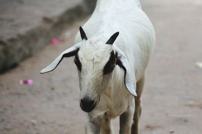 Close-up of a goat