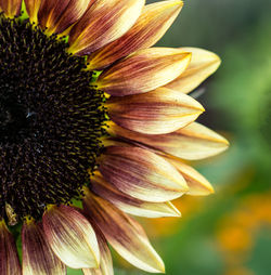 Close-up of wilted sunflower