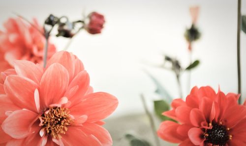 Close-up of red flowers