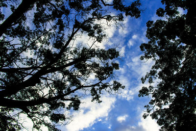 Low angle view of tree against cloudy sky