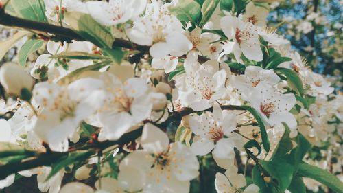 Close-up of white cherry blossoms in spring