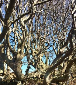 Low angle view of bare trees against sky