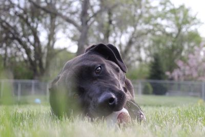 Close-up of dog on field