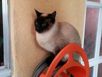 Close-up of cat sitting outdoors