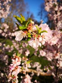 Close-up of cherry blossom