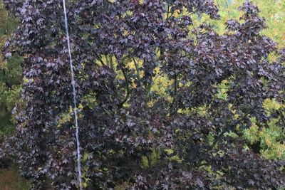 Close-up of fresh purple flowering plants in forest