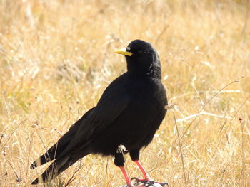 Close-up of bird perching on field