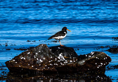 Bird perching on rock by sea