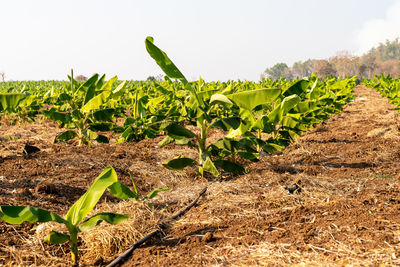 Plants growing on field against sky