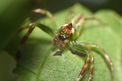 Close-up of insect on leaf