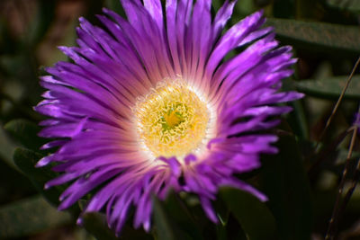 Close-up of purple flowering plant
