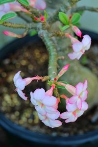 Close-up of pink flowers