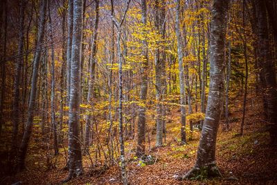 Pine trees in forest during autumn