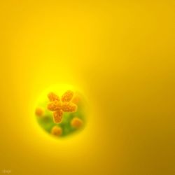 Close-up of yellow flower