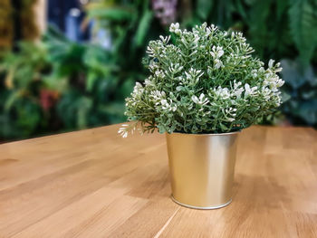 Close-up of potted plant on table