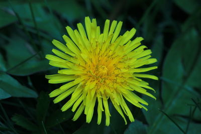 Macro shot of yellow flower