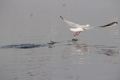 Seagull flying over sea