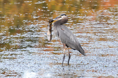 Gray heron with fish in beak standing in river