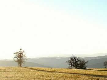 Scenic view of field against clear sky