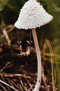 Close-up of a mushroom