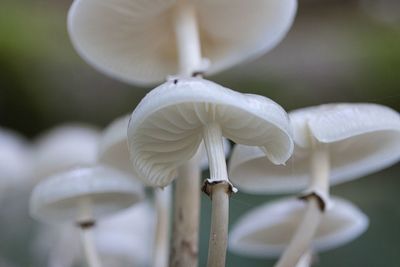 Close-up of white mushroom growing on plant