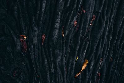 Full frame shot of tree trunk