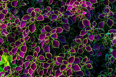 Full frame shot of purple flowering plants