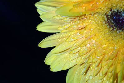 Close-up of wet yellow flower against black background