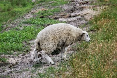 Sheep in a field