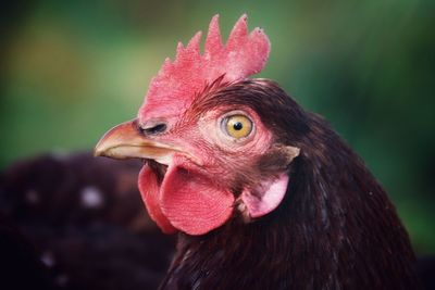 Close-up of a bird