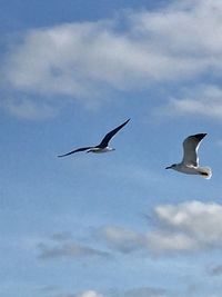 Low angle view of seagulls flying in sky