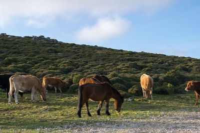 Horses and cows together grazing and eating grass in the field