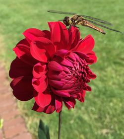 Close-up of honey bee on red flower