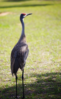 Close-up of bird on field