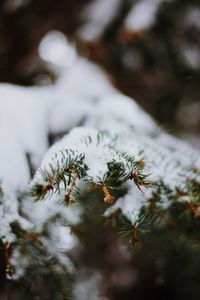 Close-up of frozen tree during winter