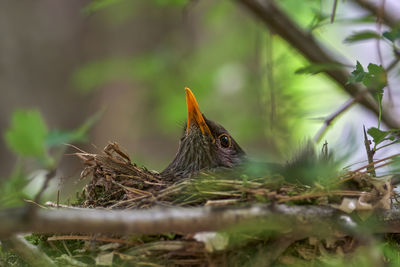 Close-up of birds in nest