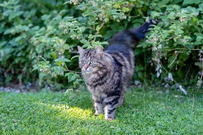 Cat looking away on field