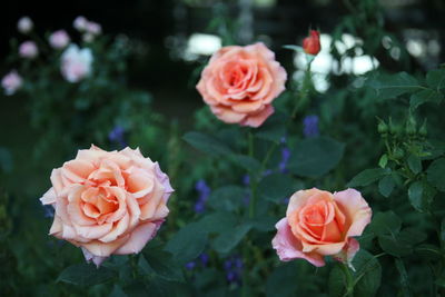 Close-up of rose roses