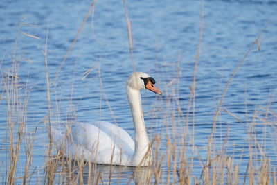 Close-up of swan in lake